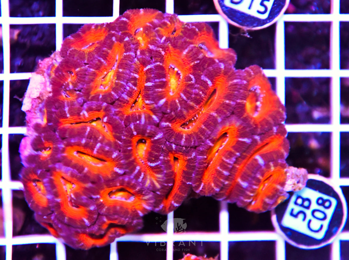 Acan Lord AUS