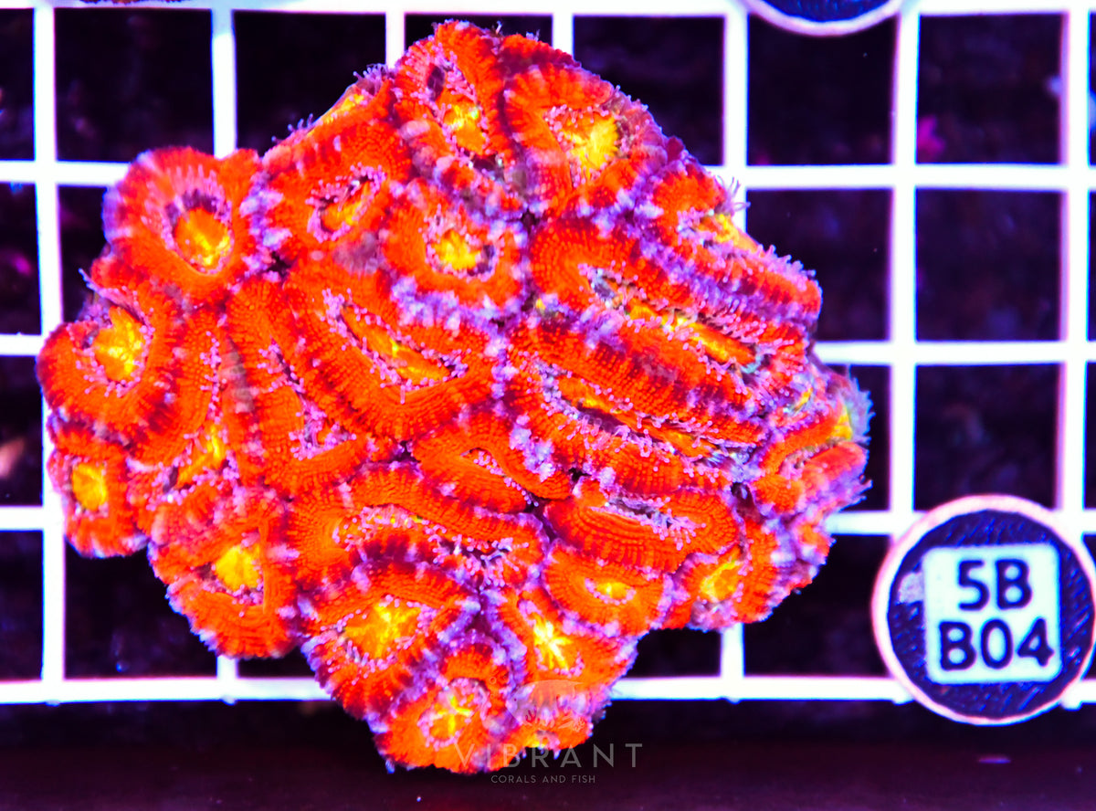 Acan Lord AUS