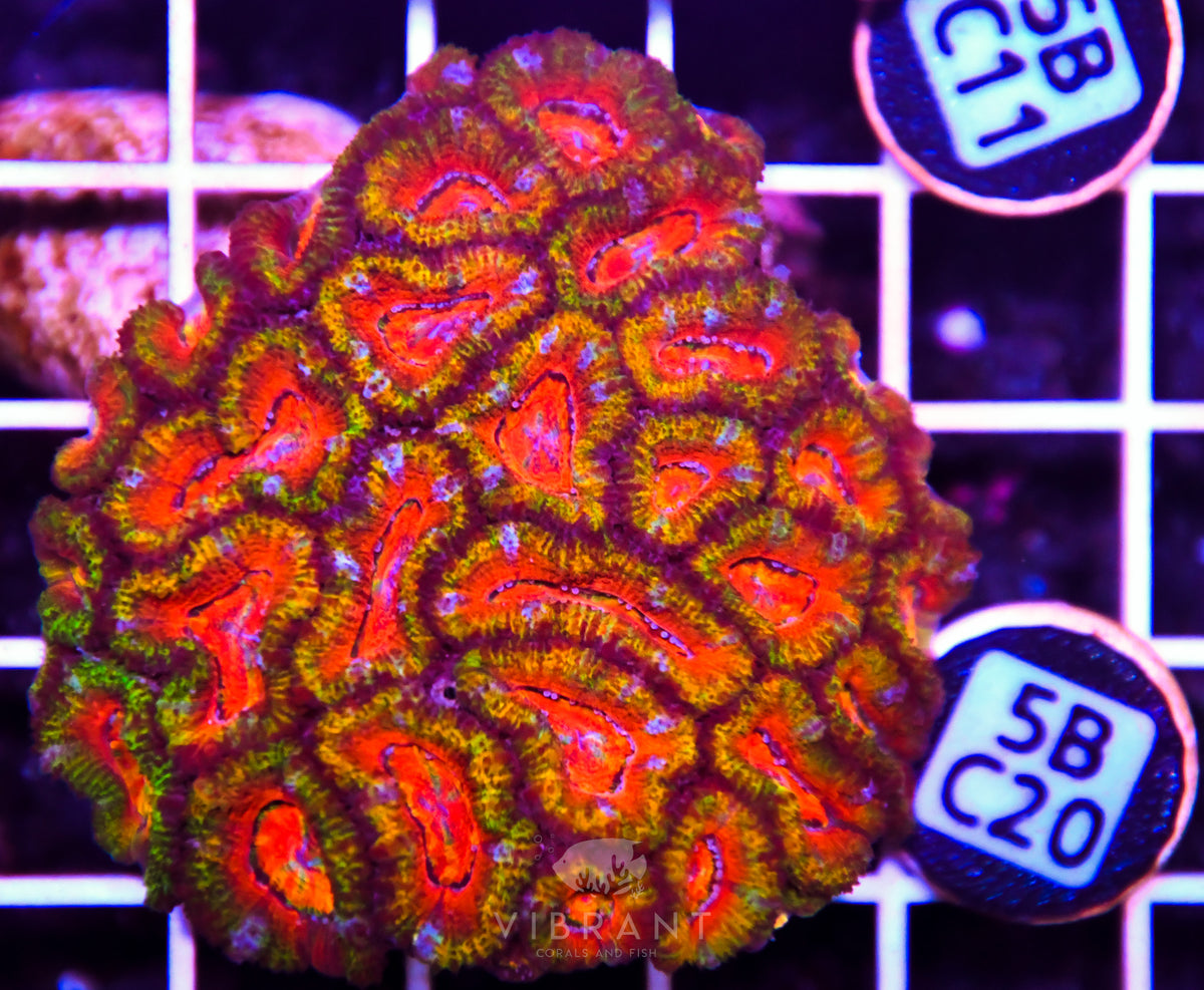 Acan Lord AUS
