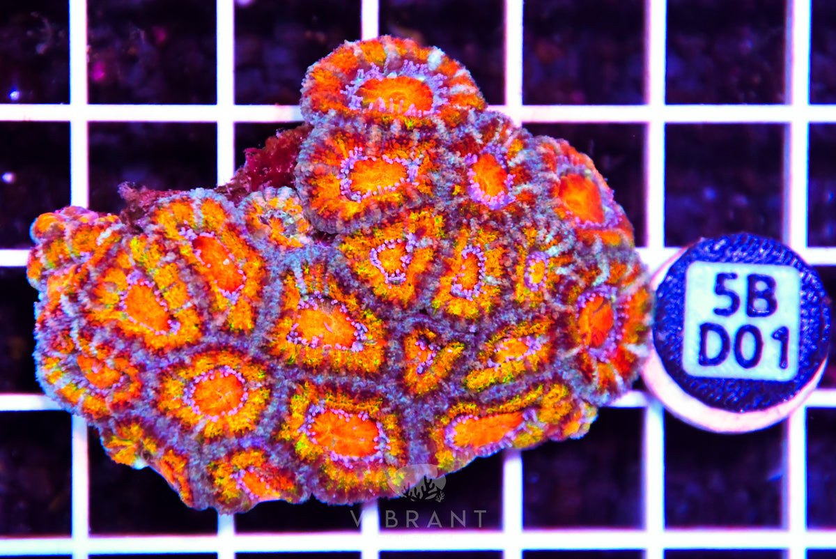 Acan Lord AUS