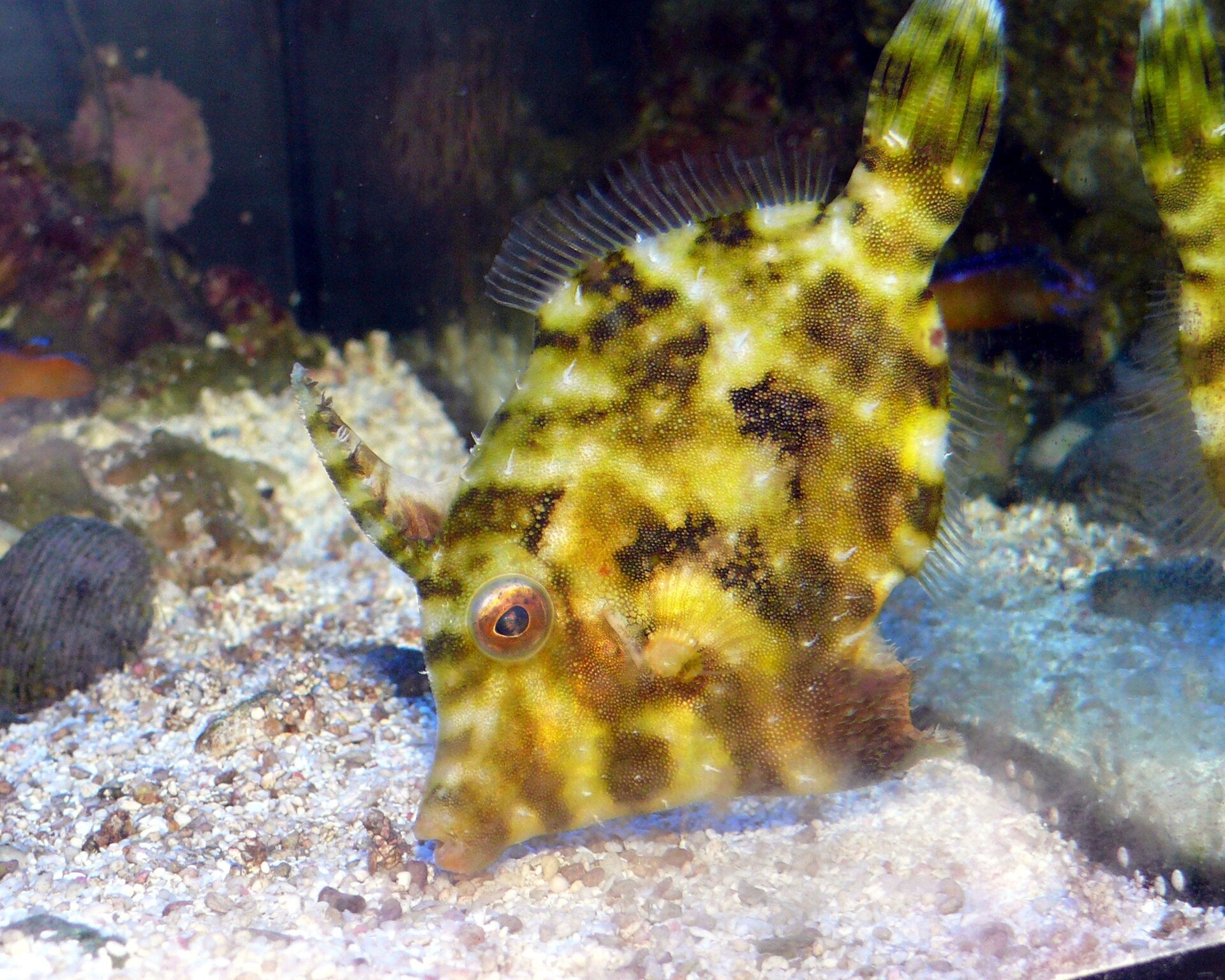 Aptasia eating filefish (Acreichthys tomentosus)