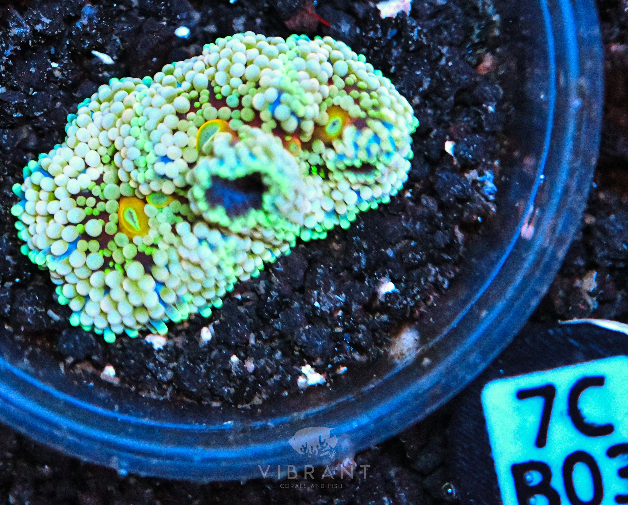 Ricordea Ultra Mushroom