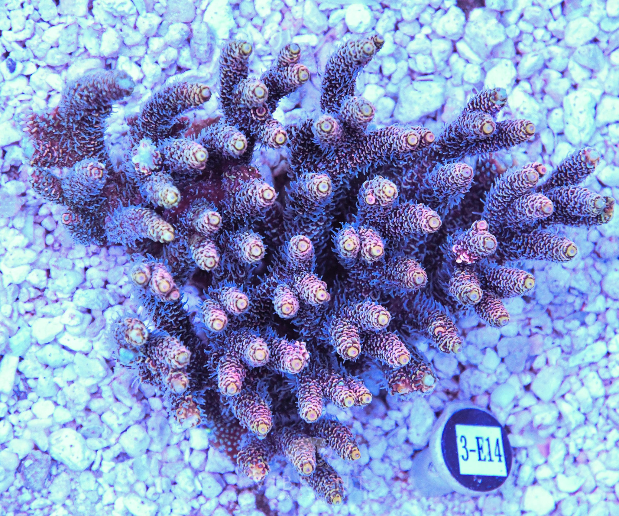 Acro Ultra SOL