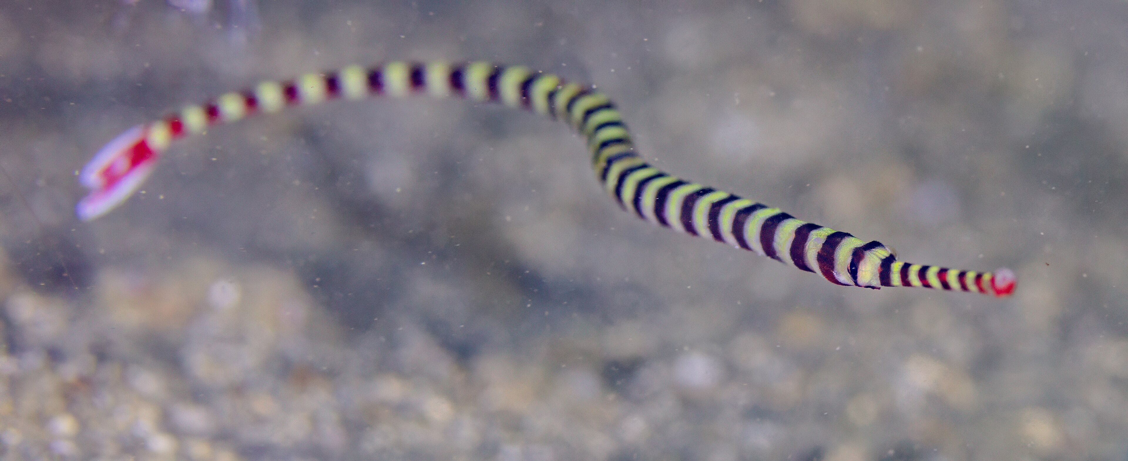 Banded Pipefish (Doryrhamphus dactyliophorus)