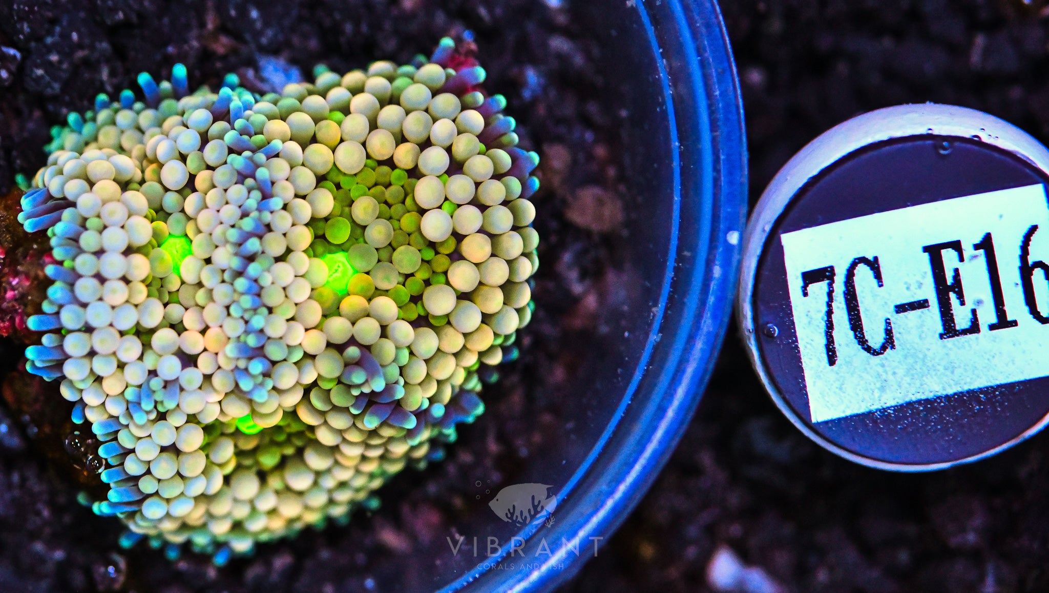 Ricordea Ultra Mushroom