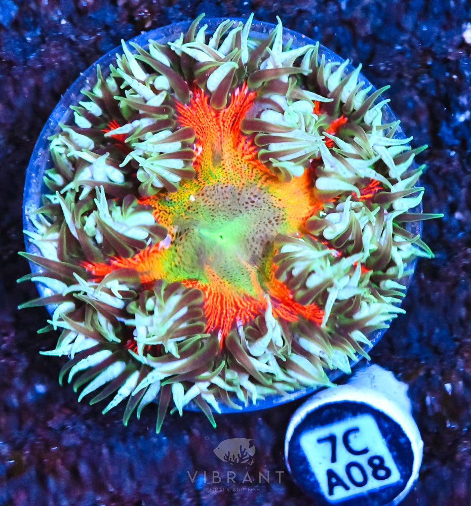 Rock Flower Ultra Anemone