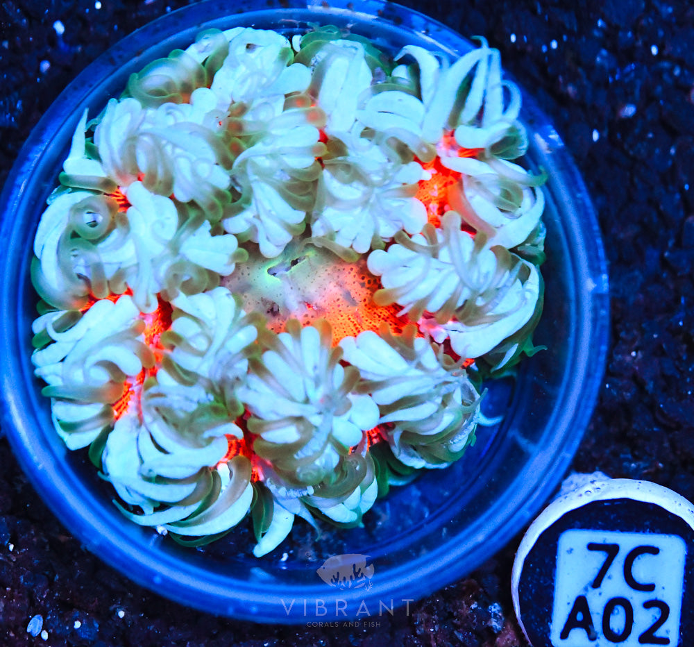 Rock Flower Ultra Anemone