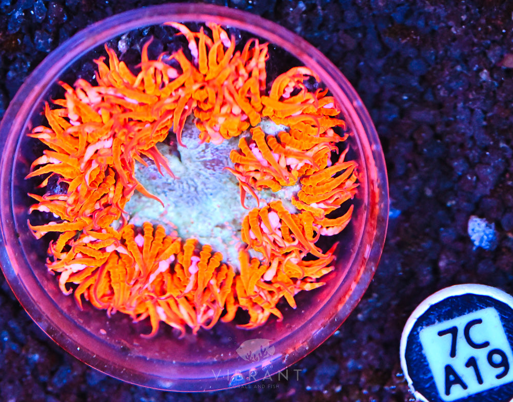 Rock Flower Ultra Anemone