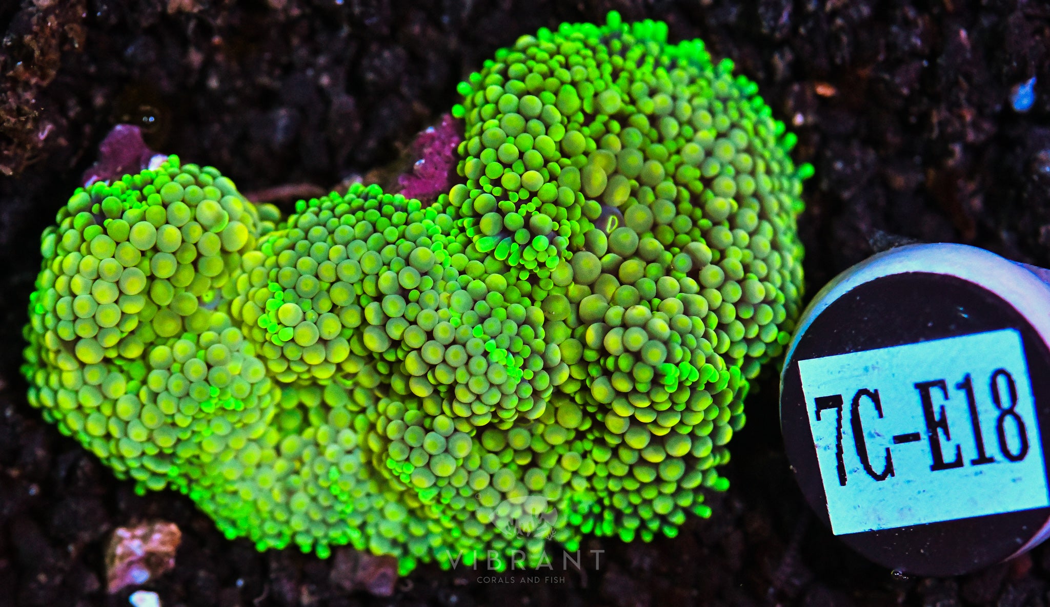 Ricordea Ultra Mushroom