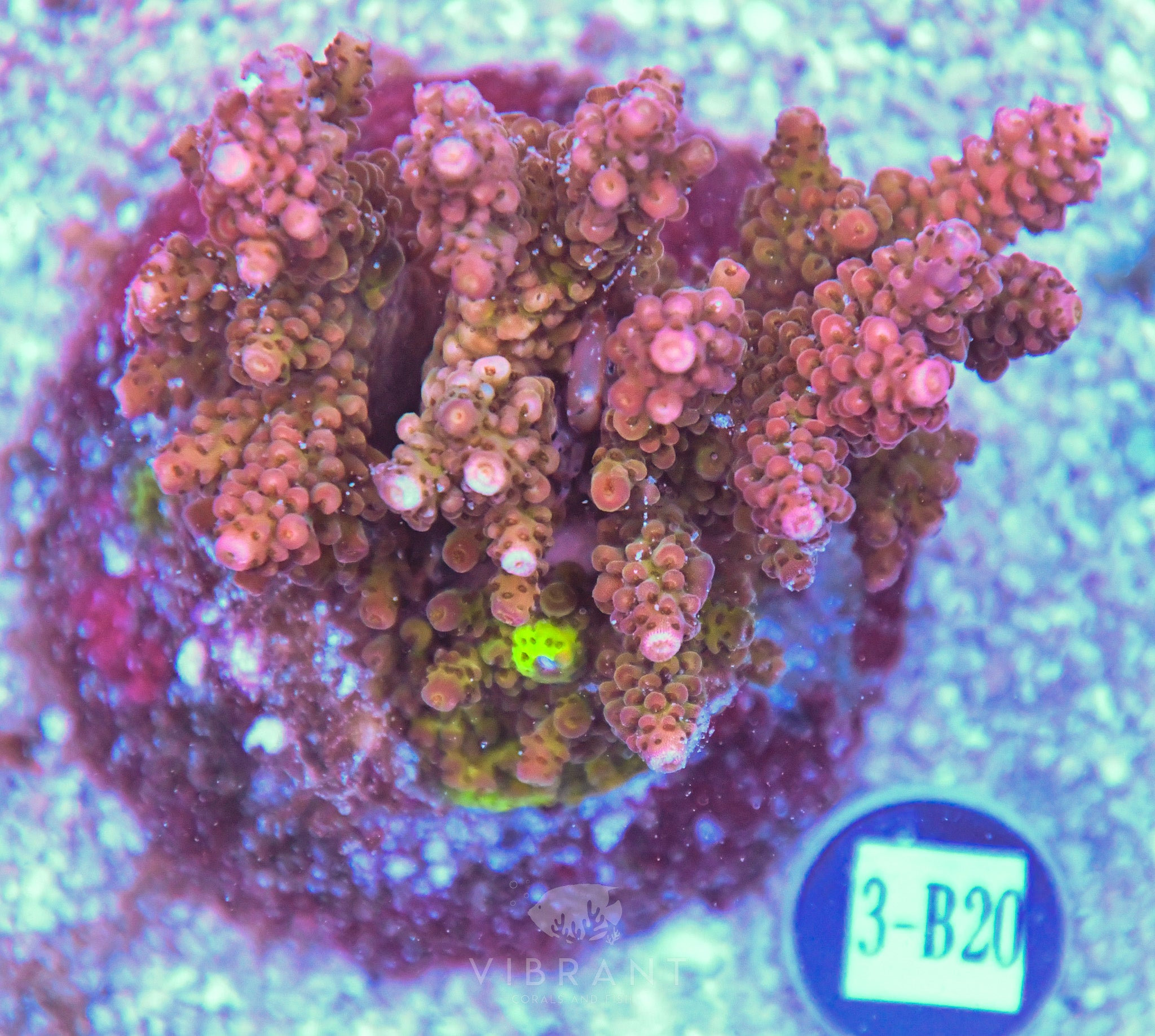 Acro INDO