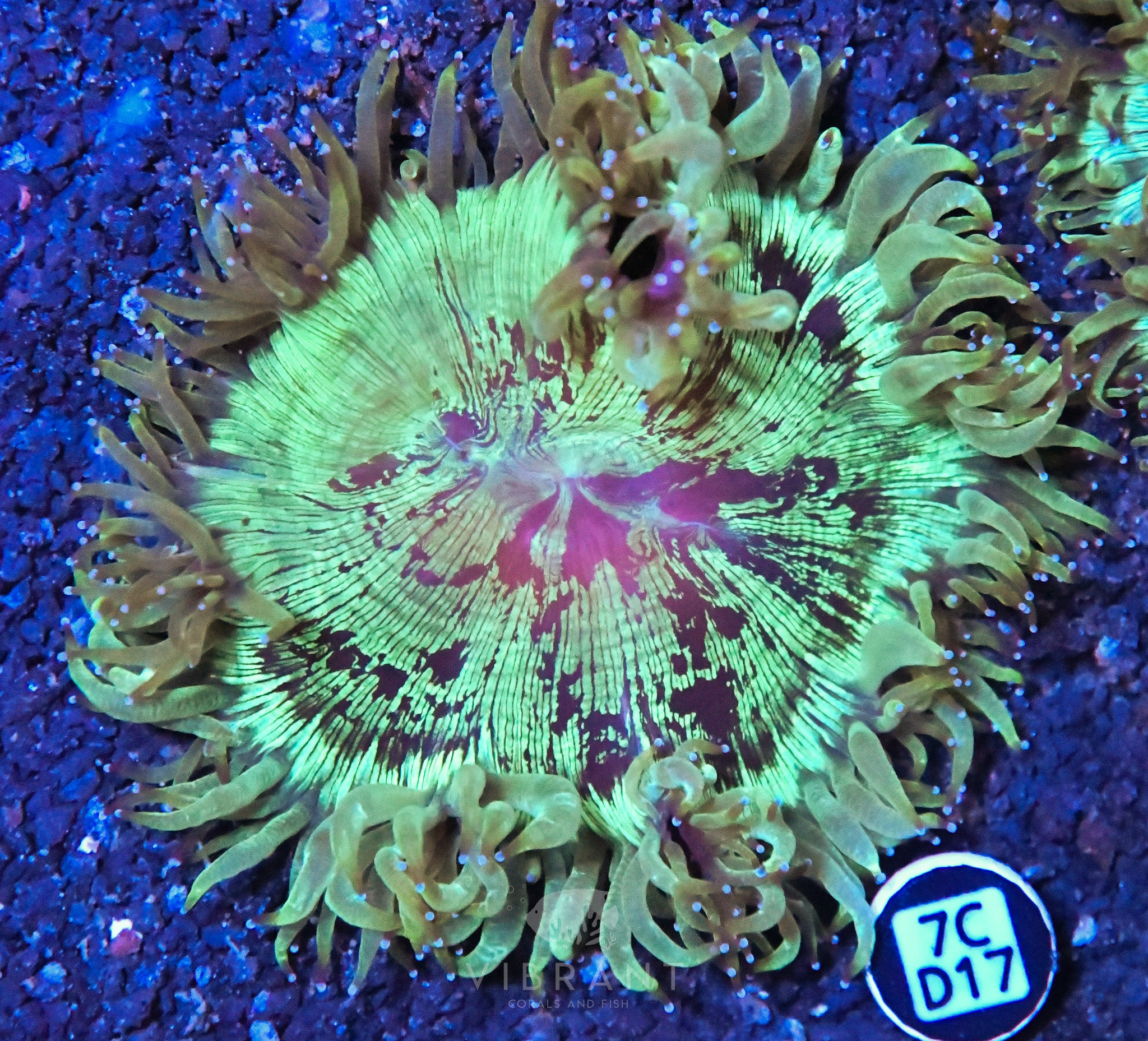 Elegance Cone AUS