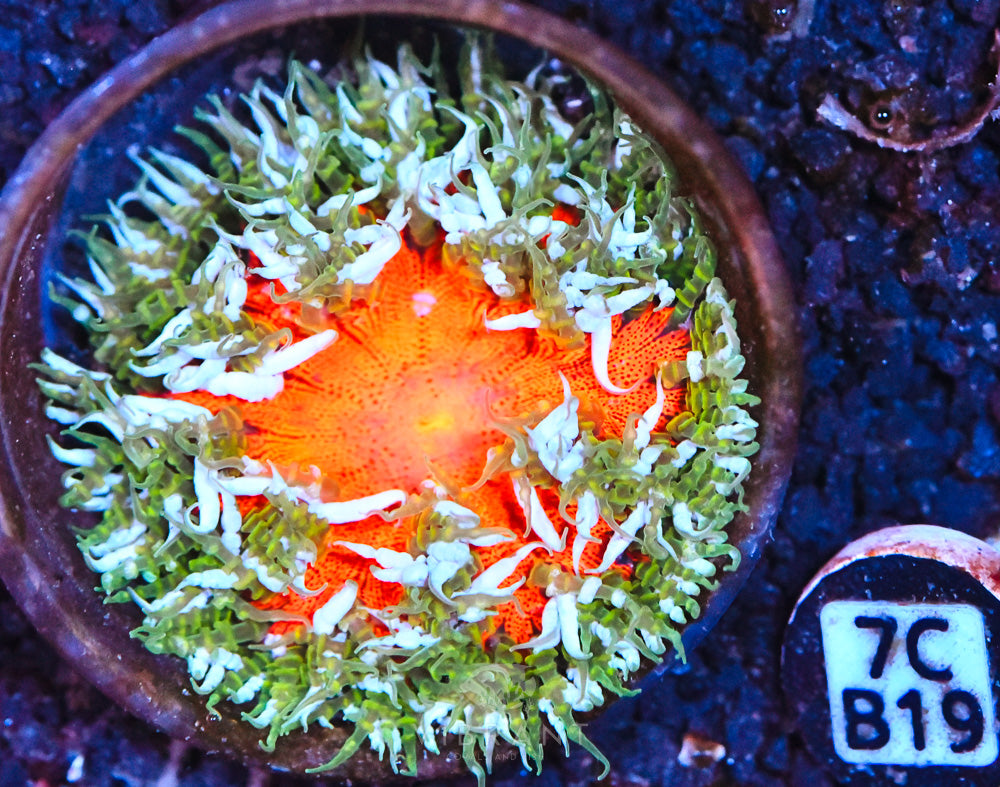 Rock Flower Ultra Anemone