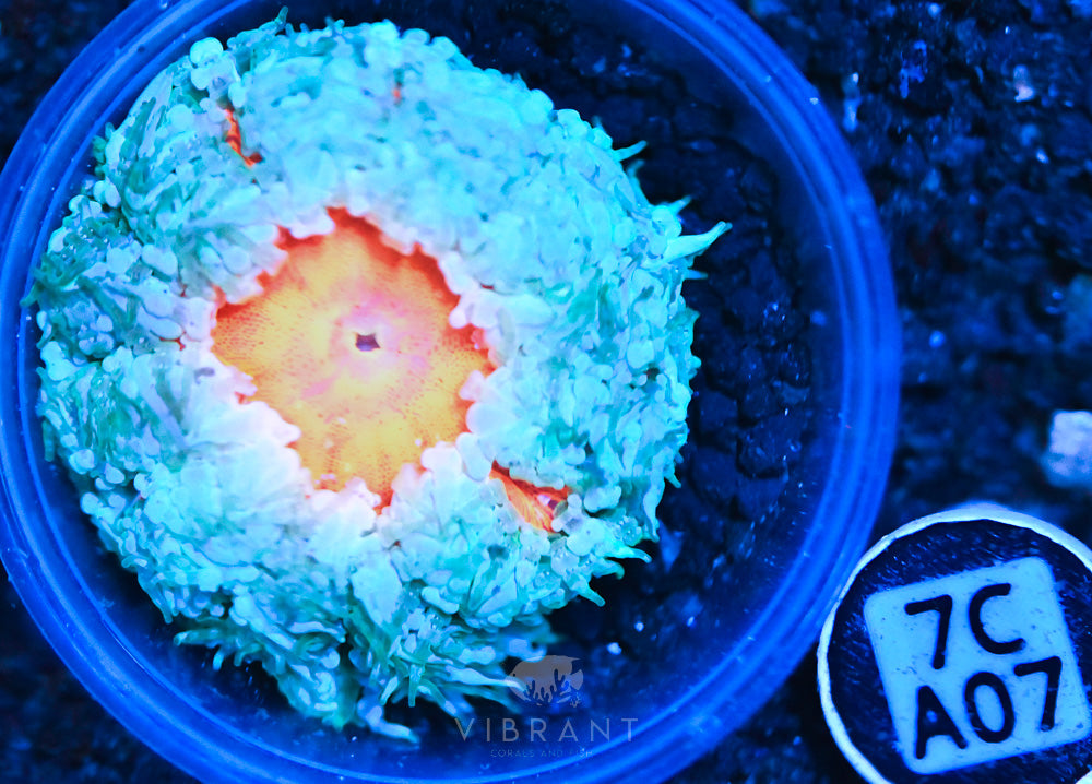 Rock Flower Ultra Anemone