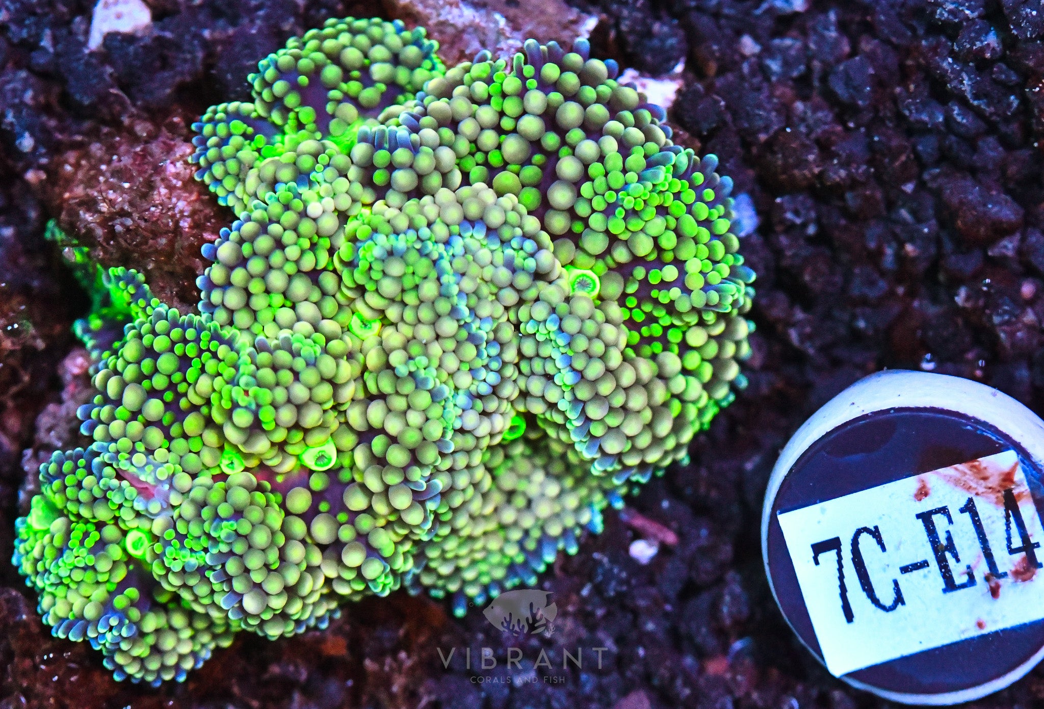 Ricordea Ultra Mushroom