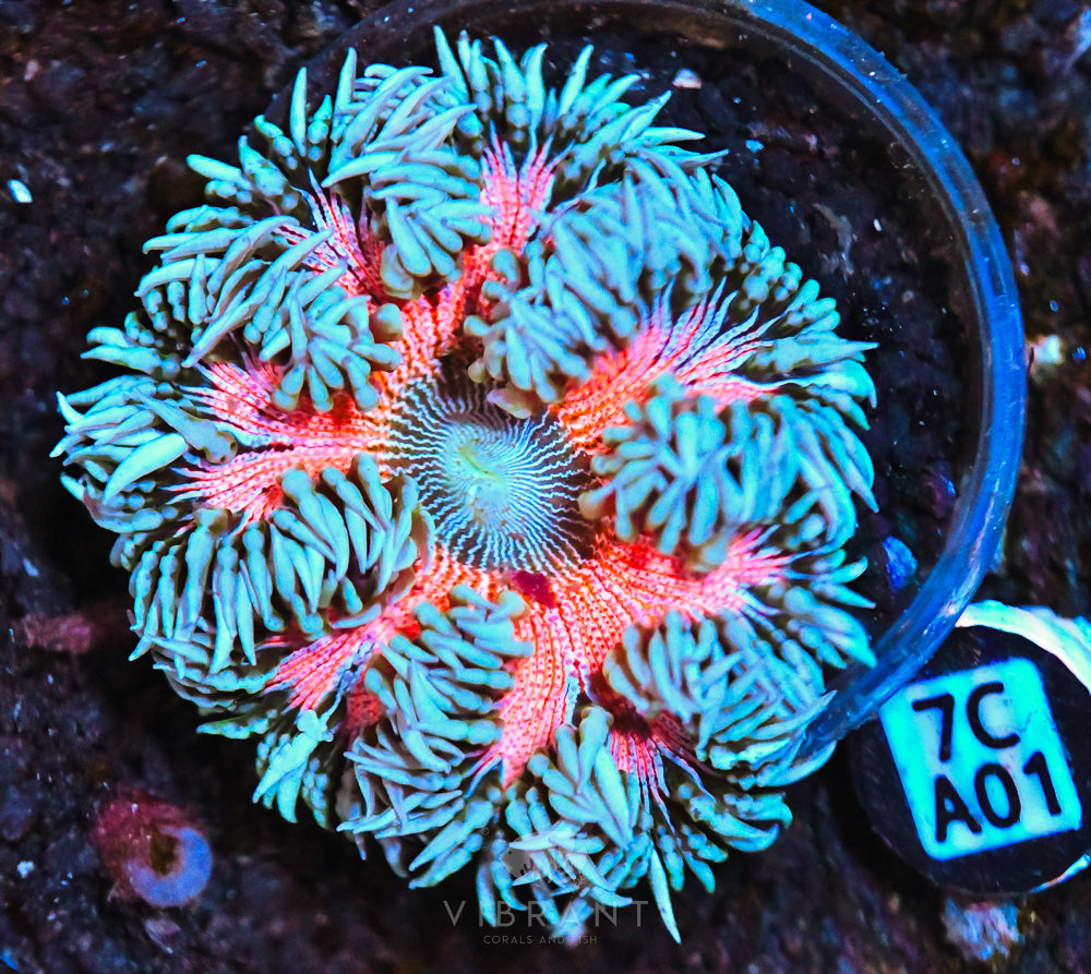 Rock Flower Ultra Anemone