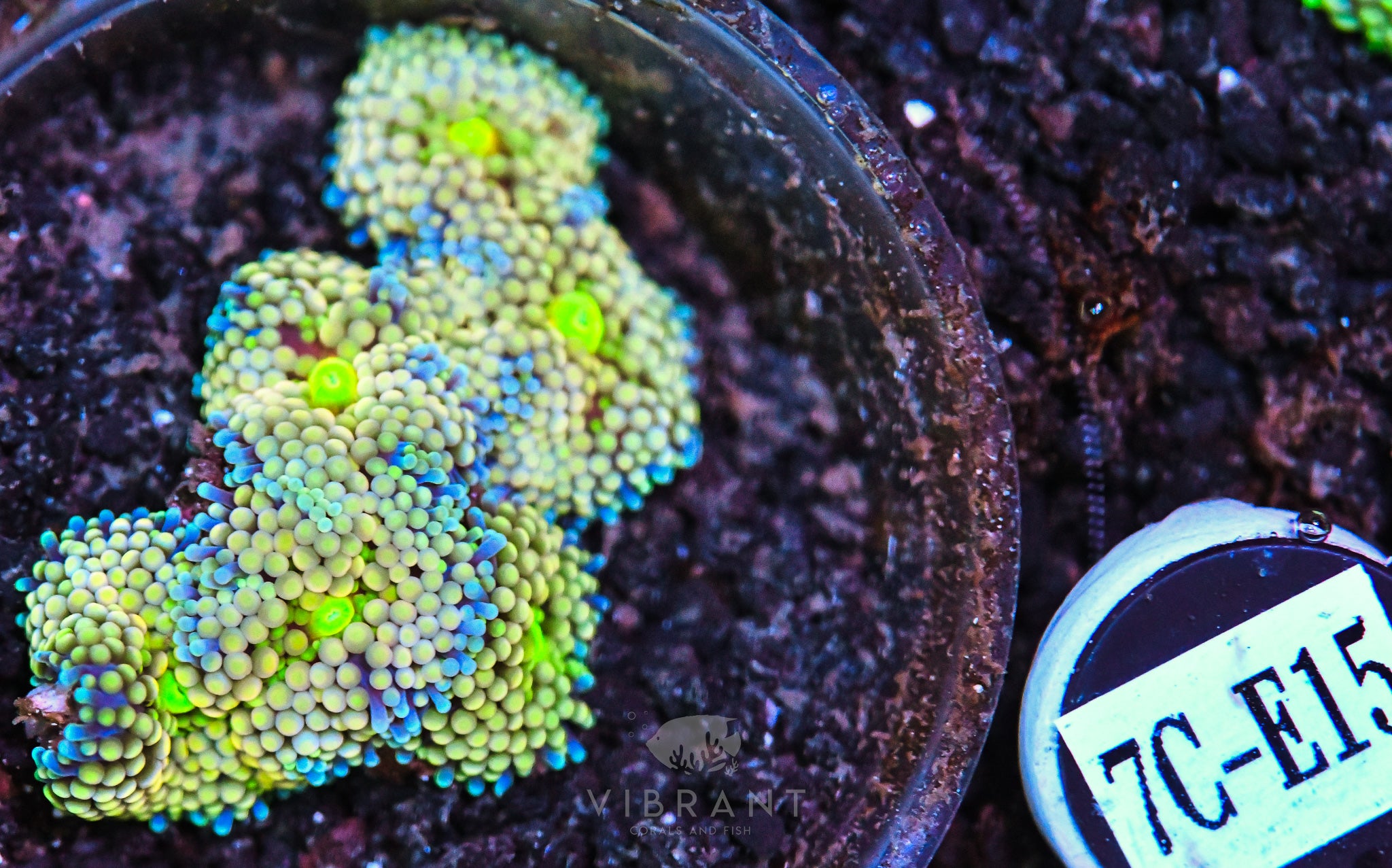 Ricordea Ultra Mushroom