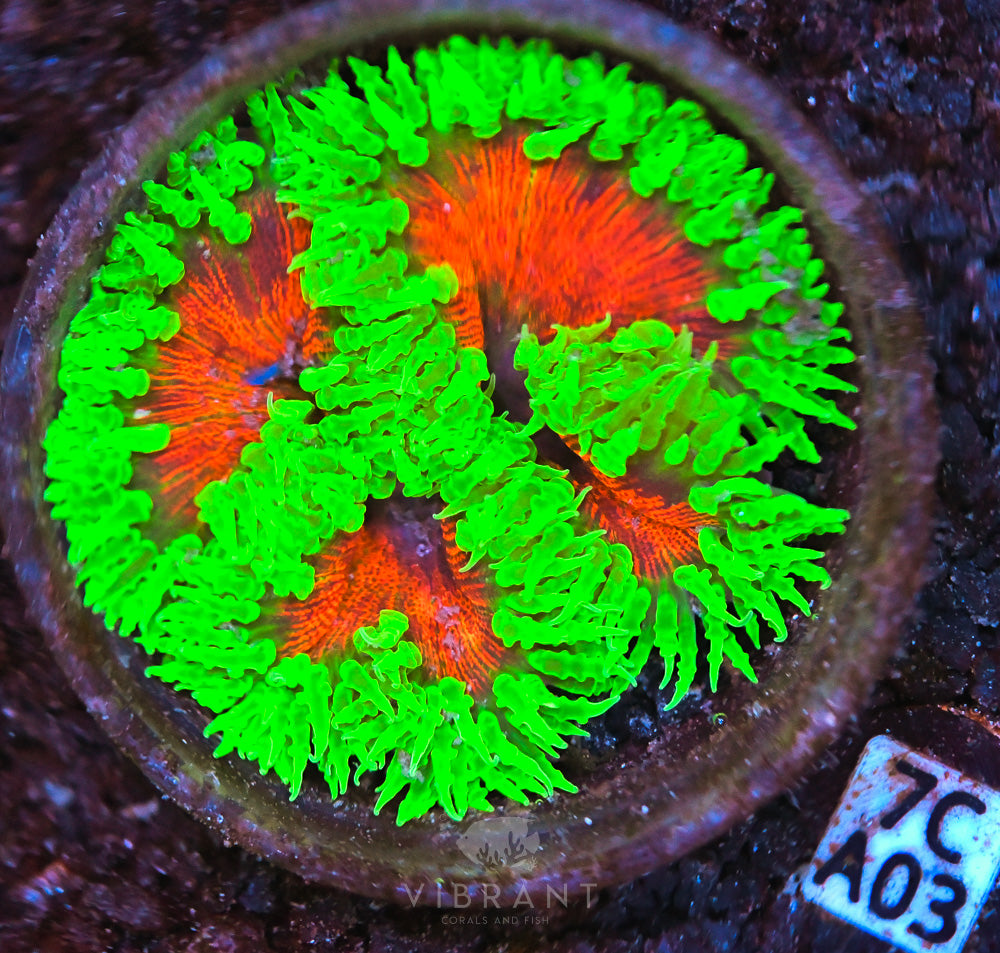 Rock Flower Ultra Anemone