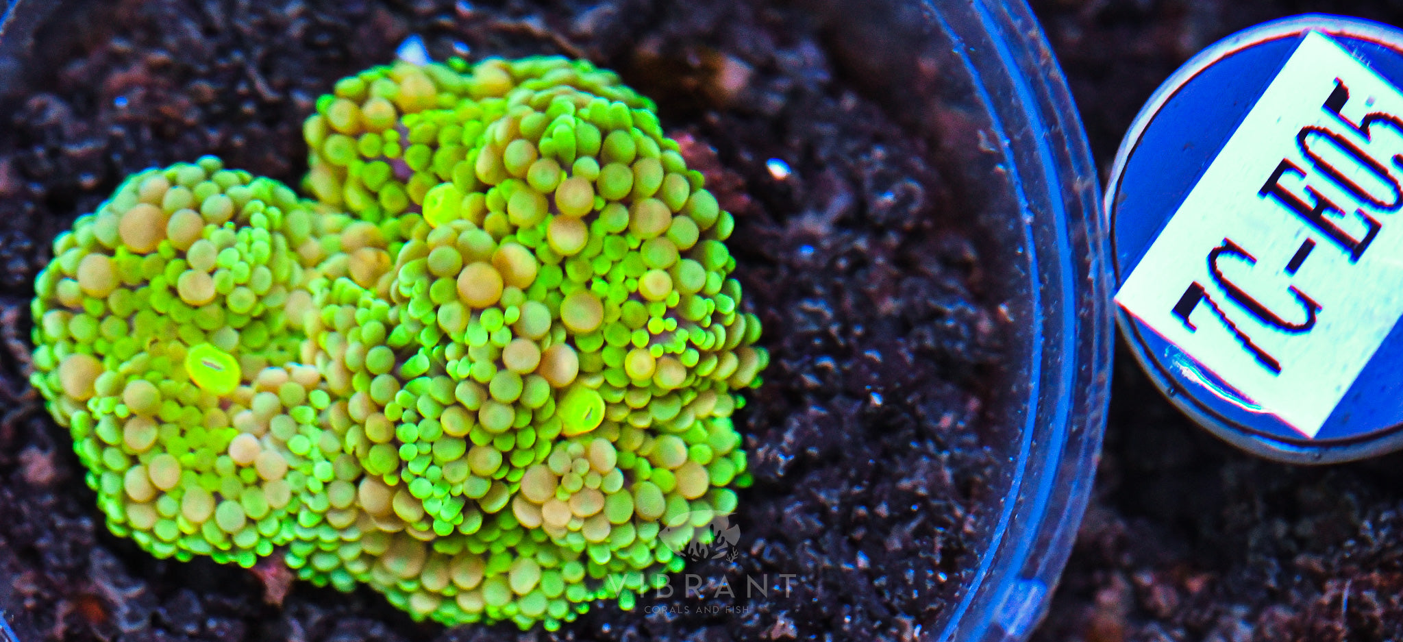 Ricordea Ultra Mushroom