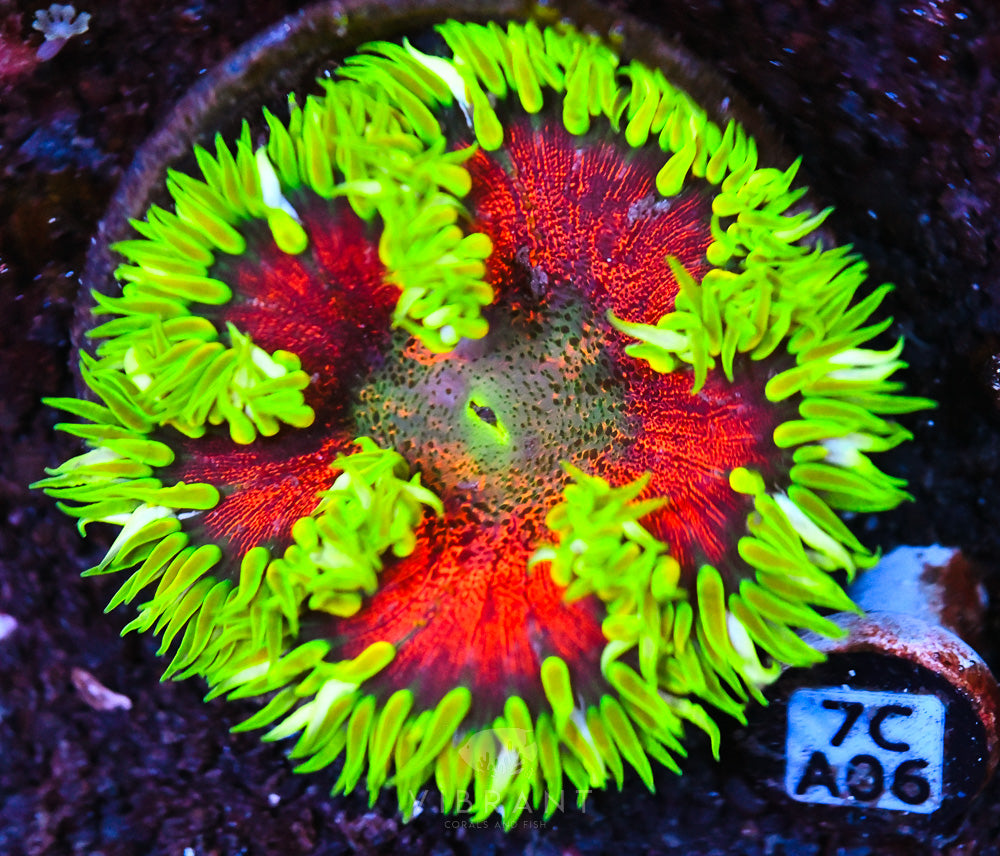 Rock Flower Ultra Anemone