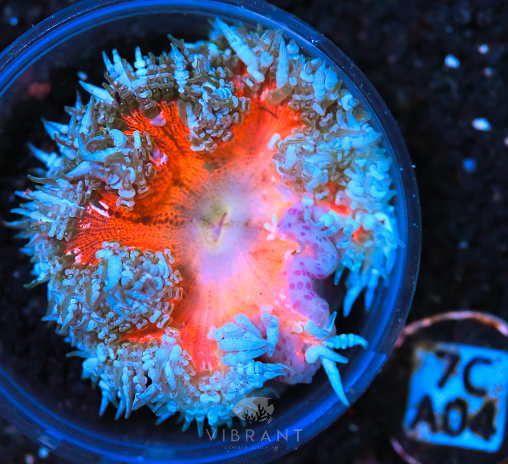Rock Flower Ultra Anemone