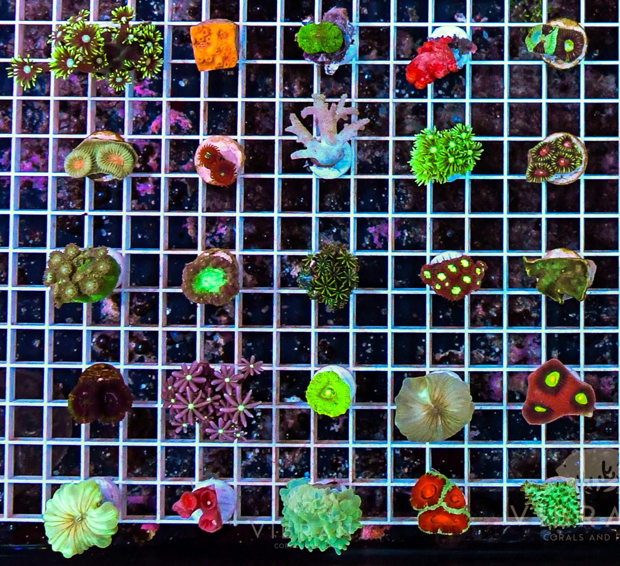 FREE 25 MIXED FRAG PACK