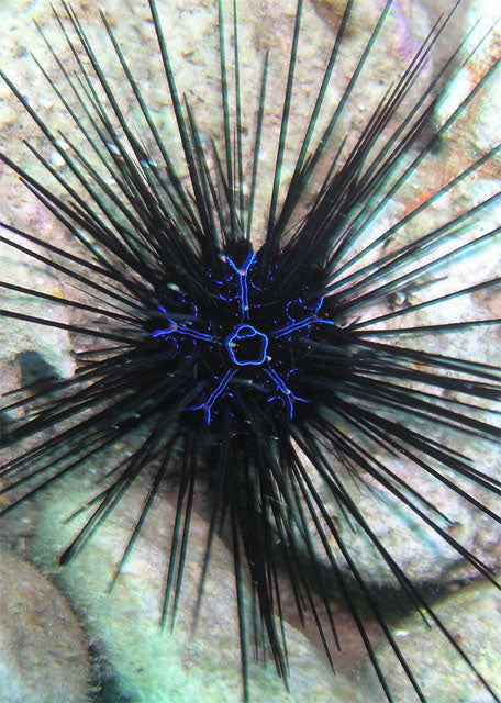 Longspine Urchin (Diadema savignyi)