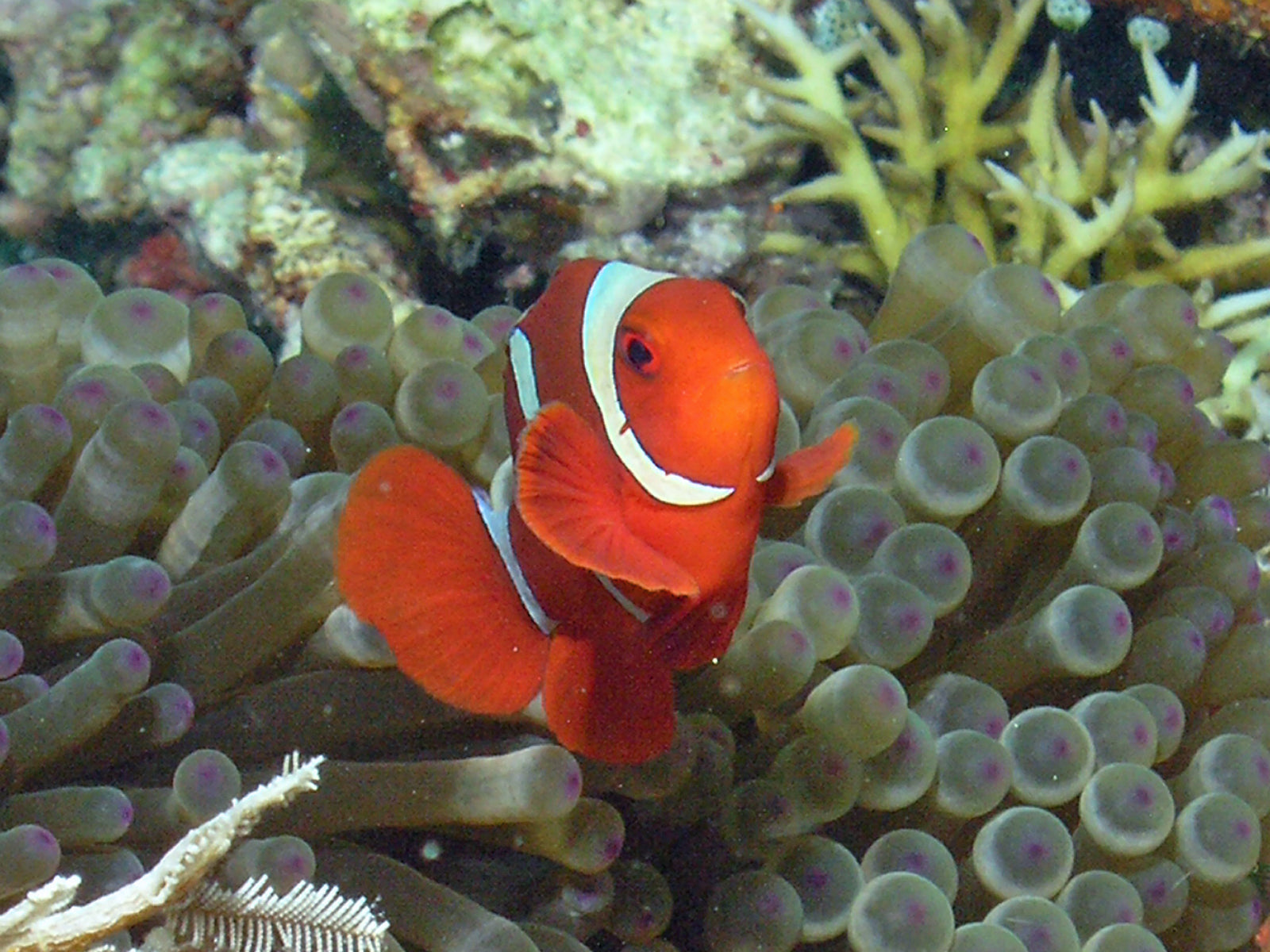 Maroon Clownfish (Amphiprion biaculeatus)