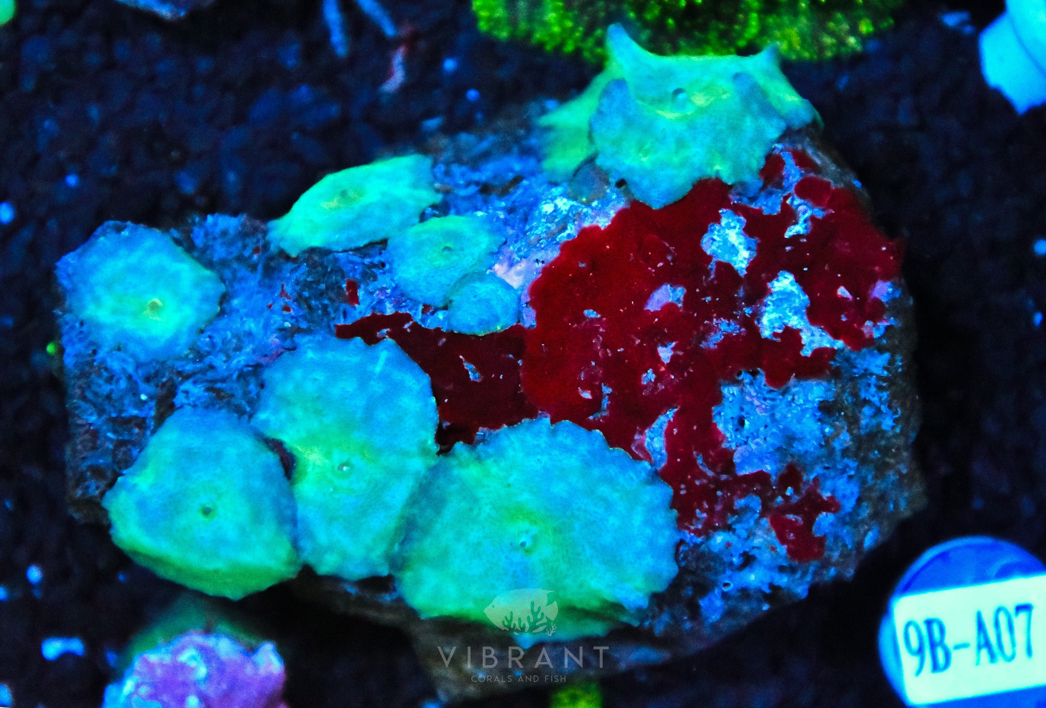 Mushroom INDO