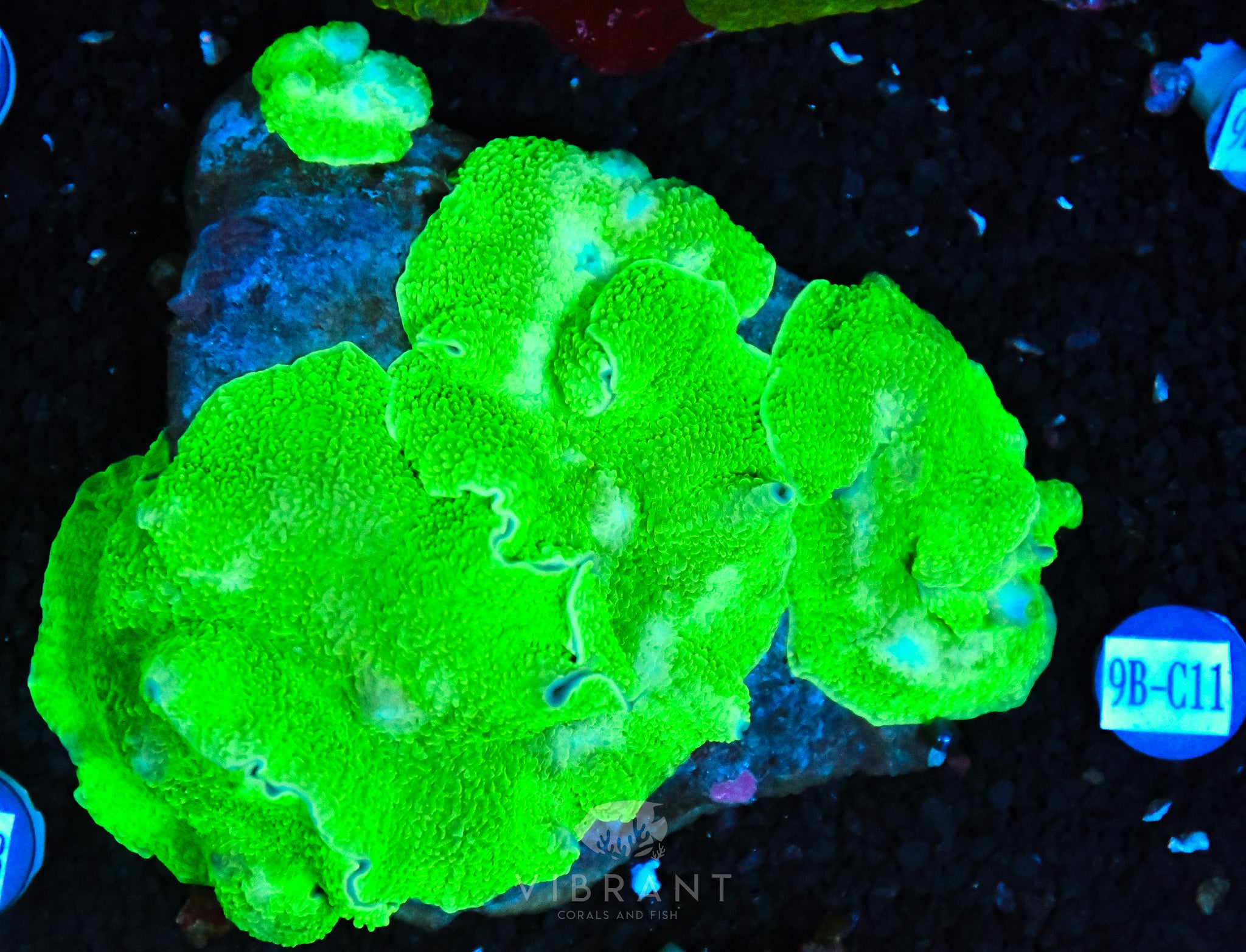Mushroom INDO
