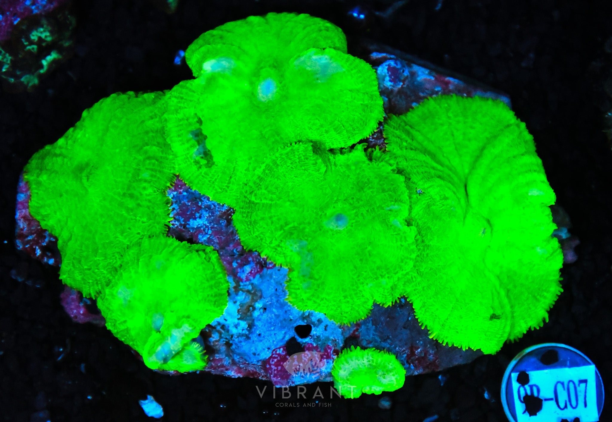 Mushroom INDO