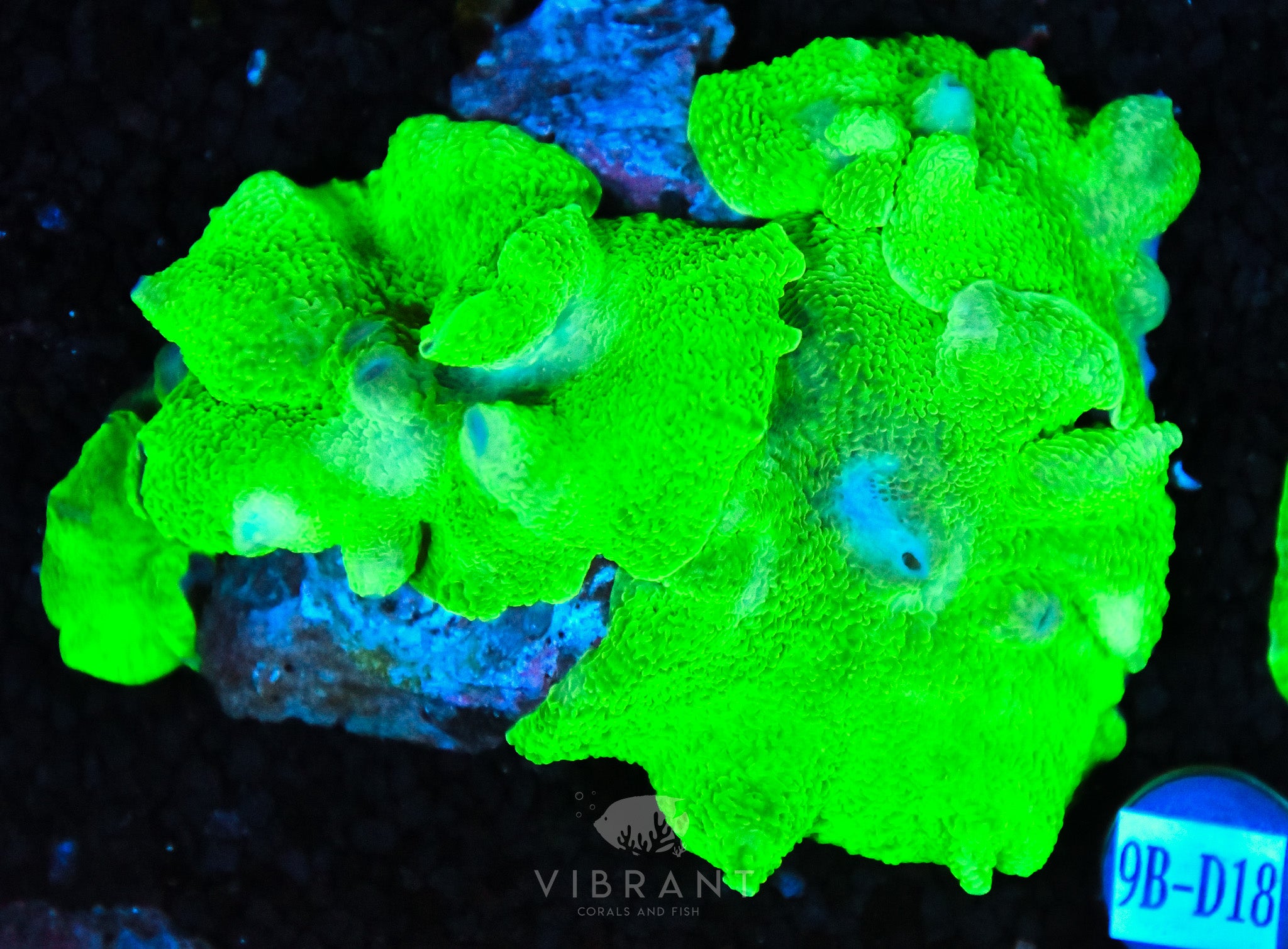 Mushroom INDO
