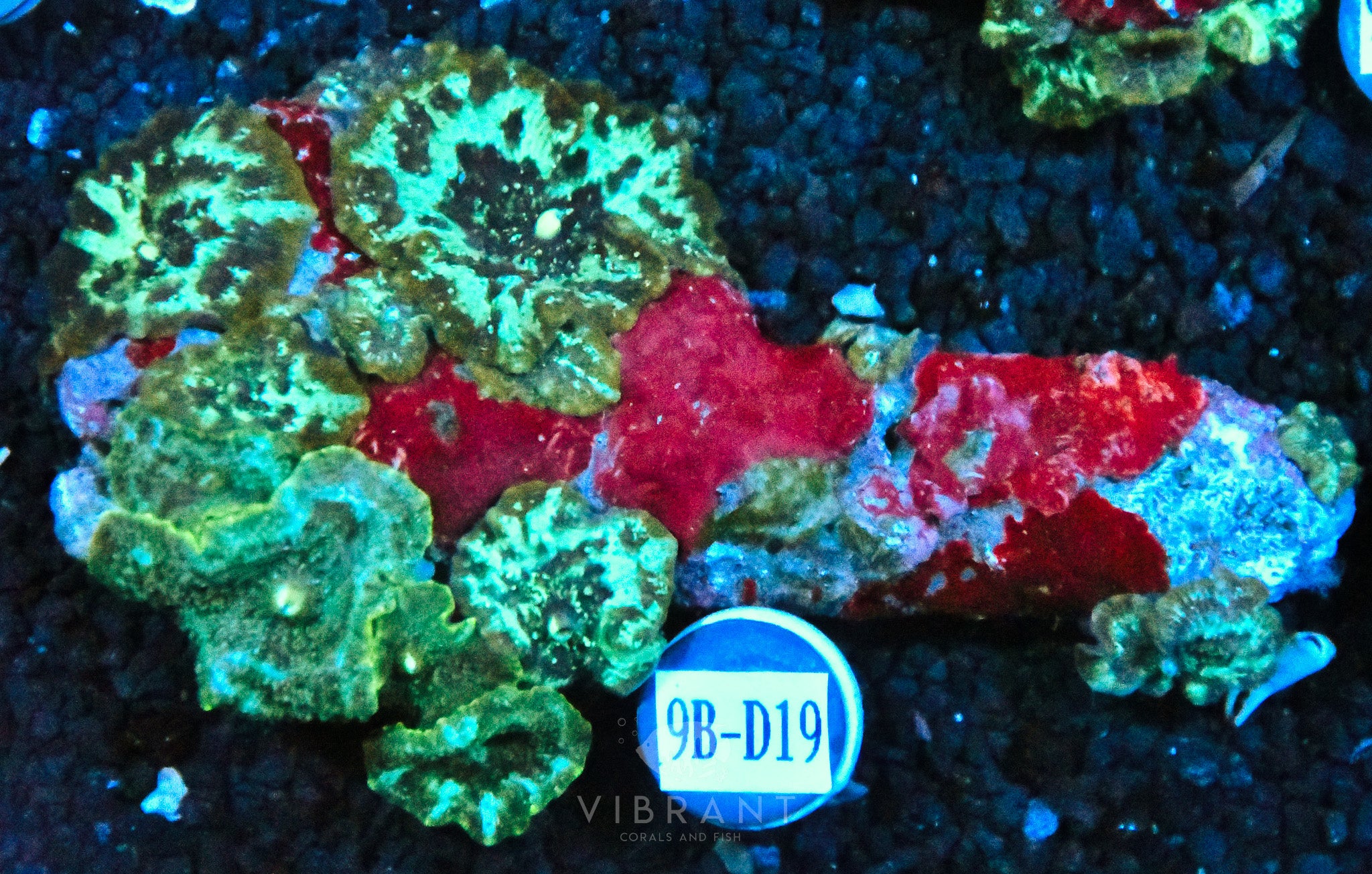 Mushroom INDO