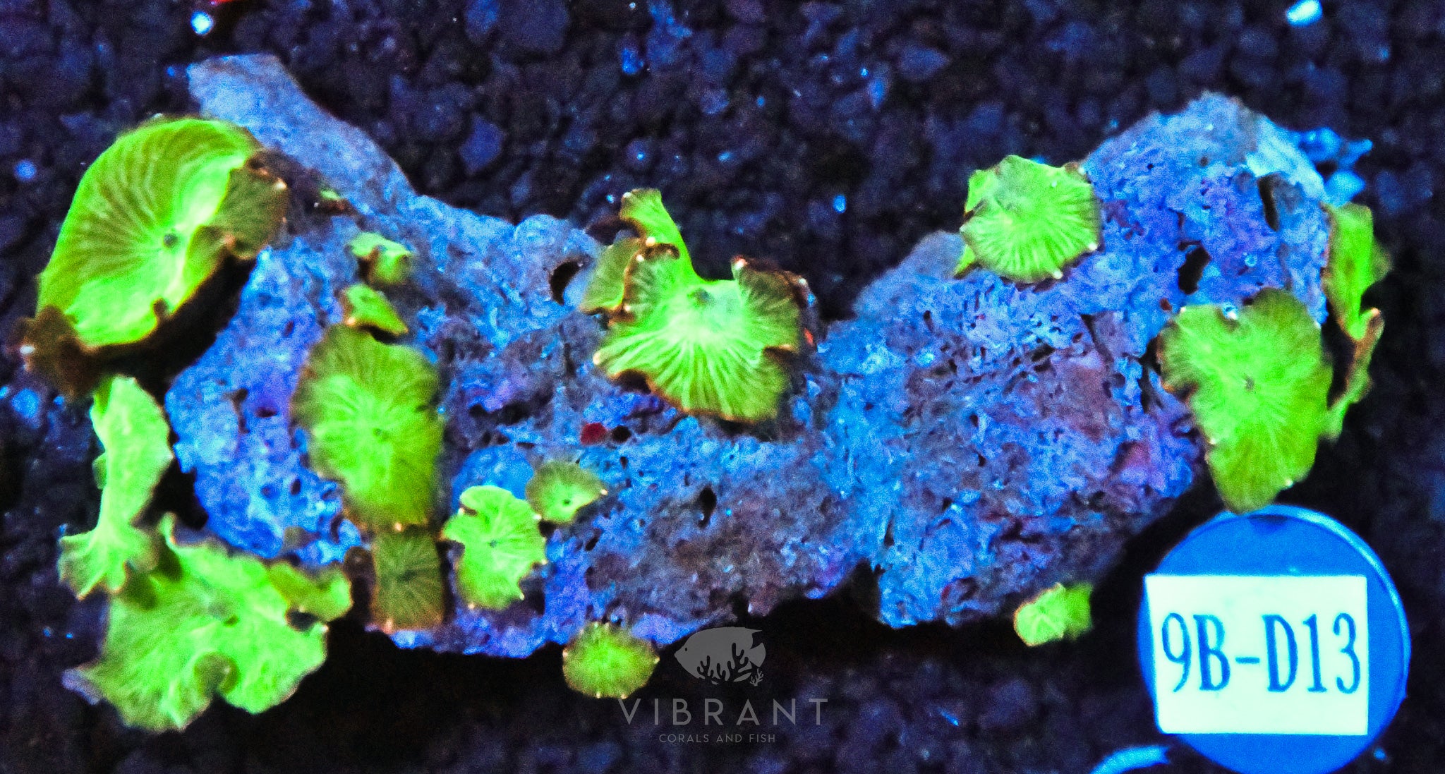 Mushroom INDO