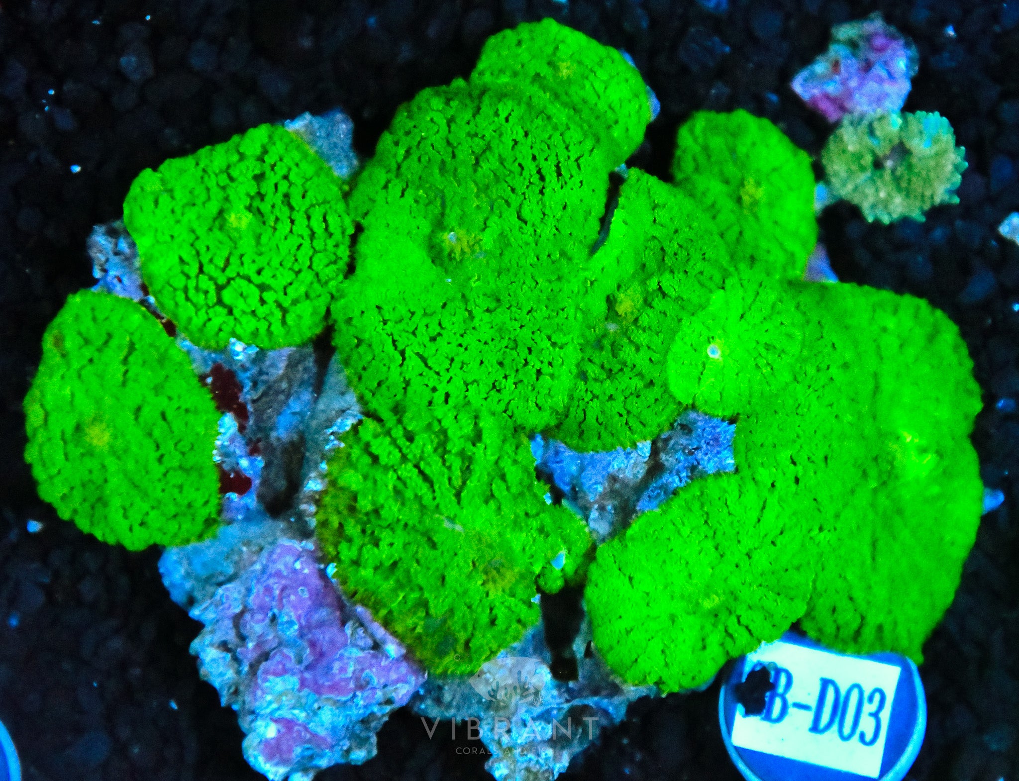 Mushroom INDO