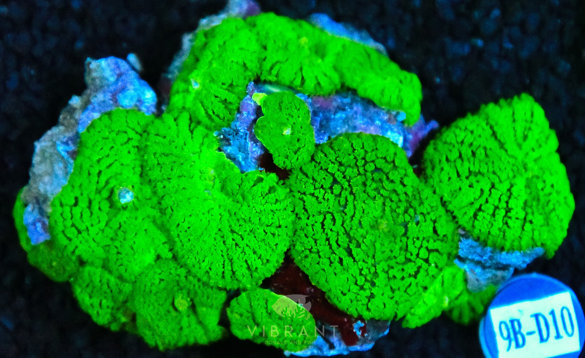 Mushroom INDO