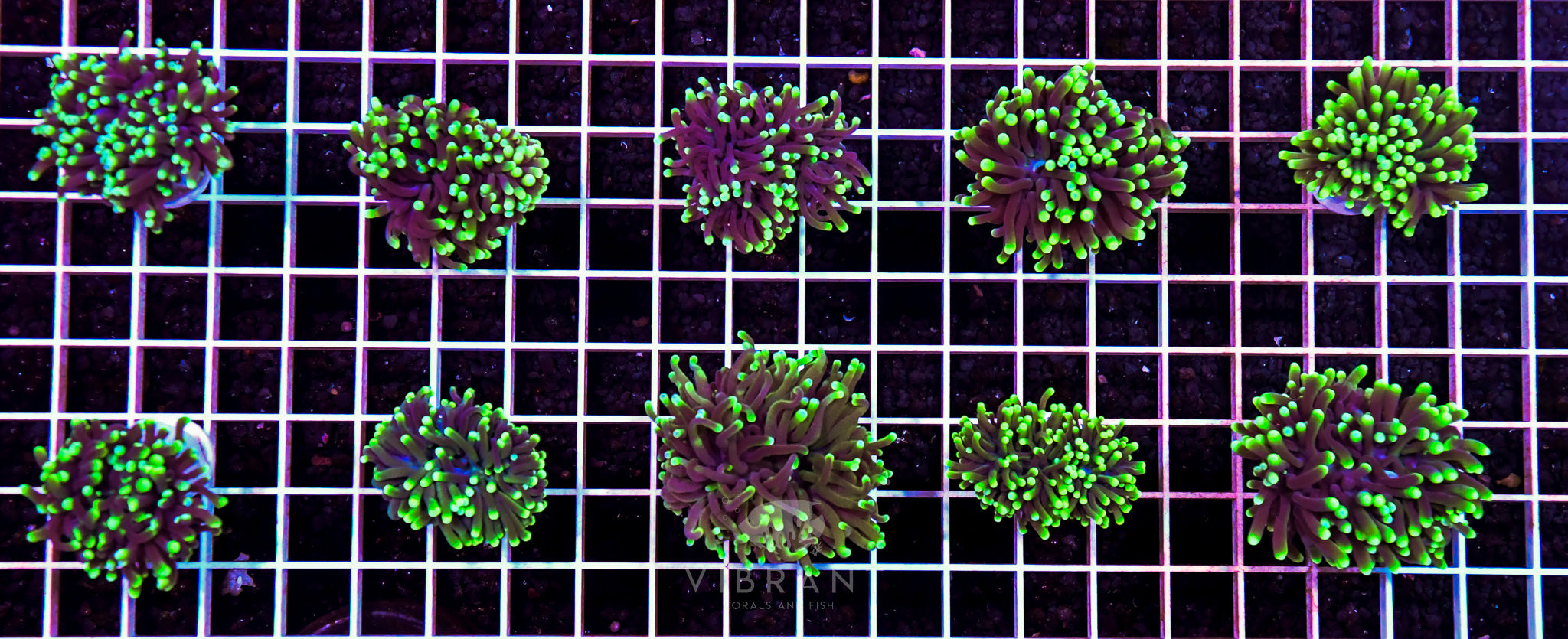 Frag Torch Pack 10hds WAUS sample