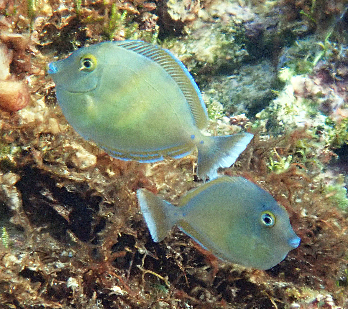 Unicorn Tang (Naso brevirostris)