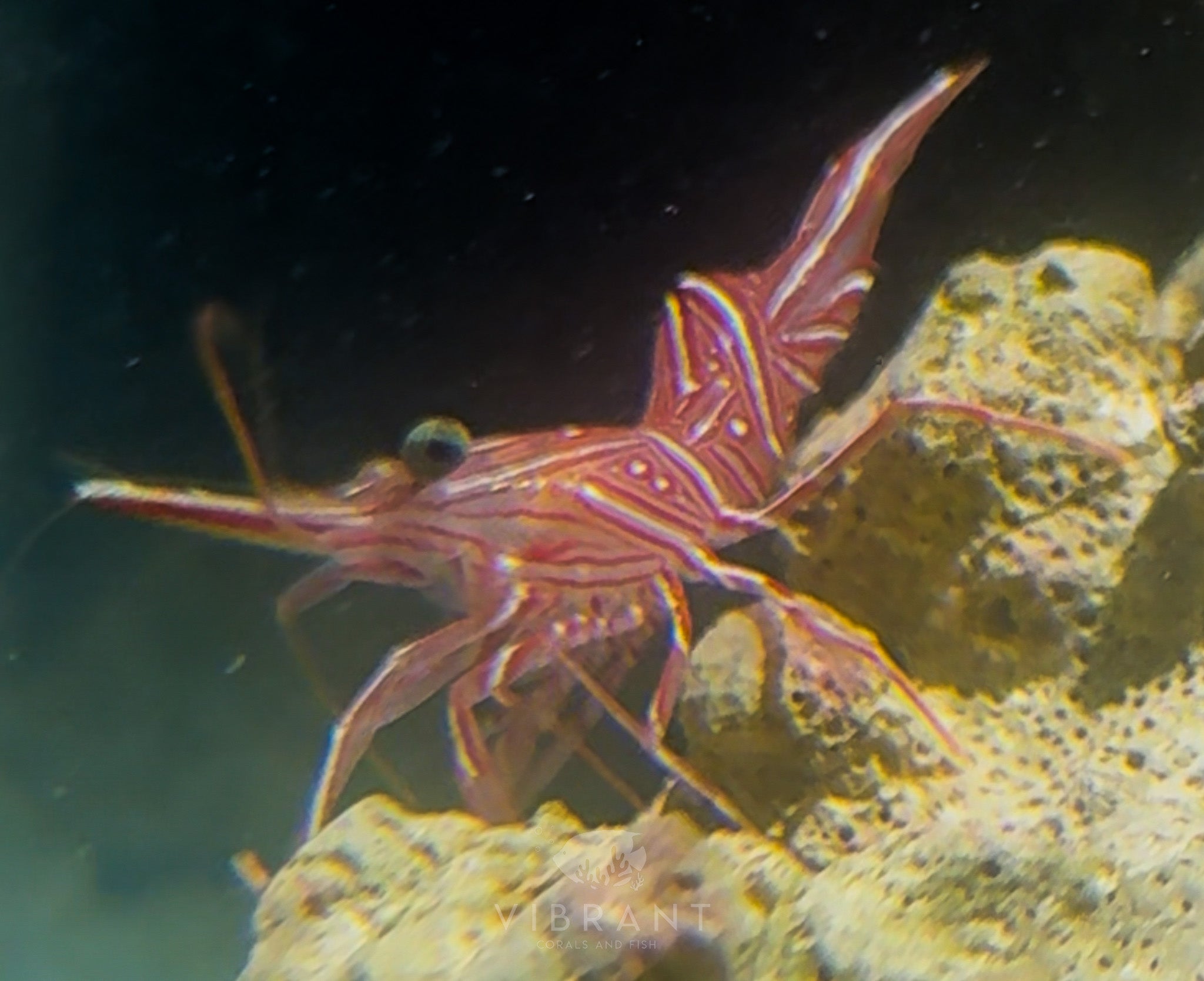 Camel Shrimp (Rhynchocinetes durbanensis)