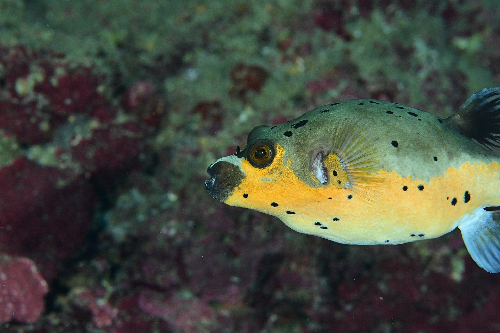True Golden Belly Dogface Puffer (Arothon nigropunctatus)