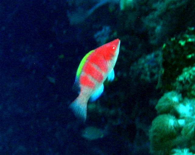 Millenium Wrasse Male (Cirrhilabrus flavidorsalis)