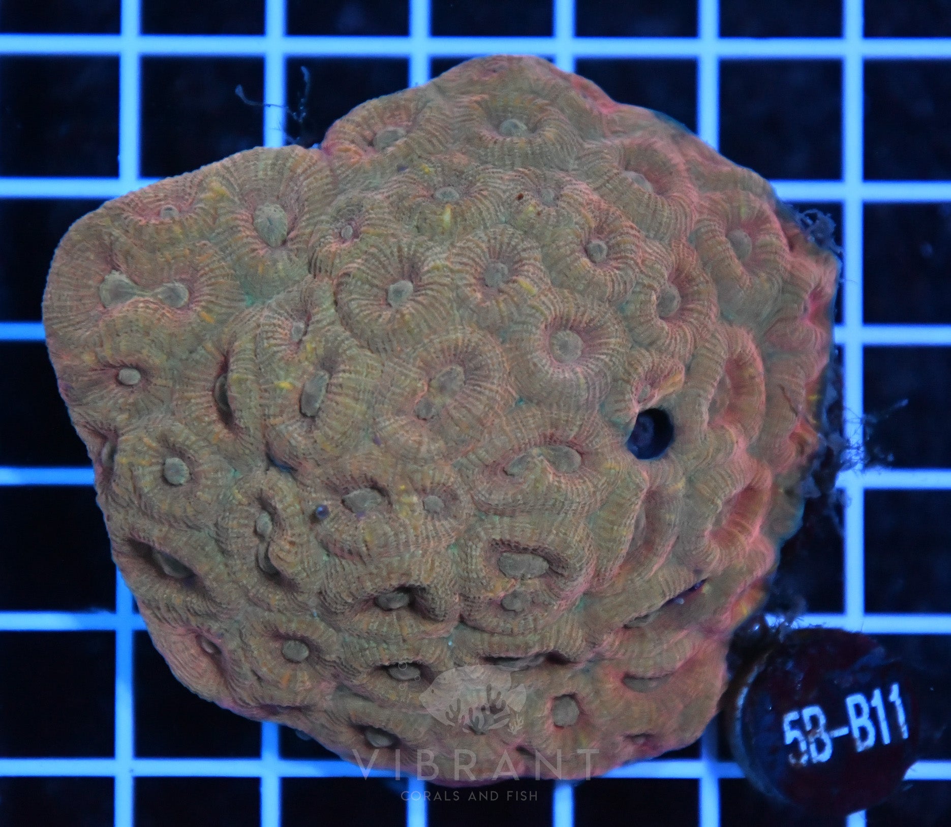 Favia Moon Coral WAUS